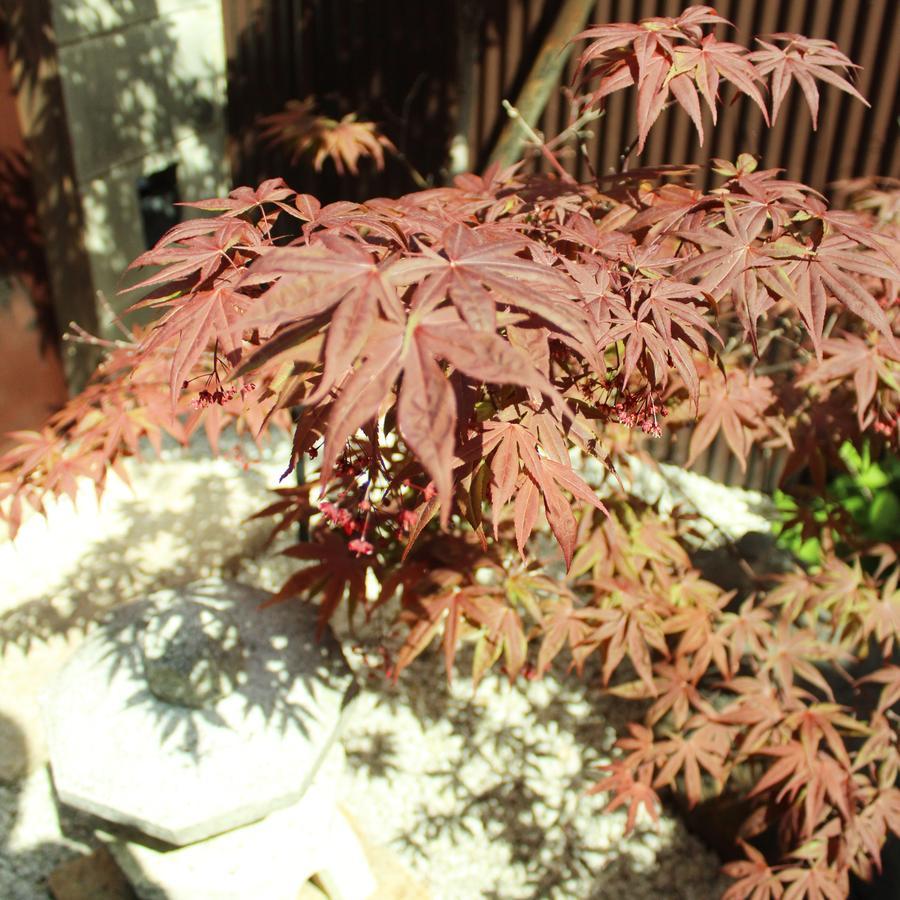 Guest House Koto Fushimi Inari Kyoto Extérieur photo